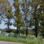 Floricultura Cemitério Dom Bosco Perus