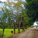 Cemitério Jardim das Flores - Cotia - SP