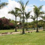 Cemitério das Cerejeiras