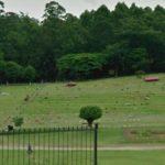 Floricultura Cemitério Parque Jardim das Primaveras II – Guarulhos