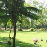 Cemitério das Palmeiras