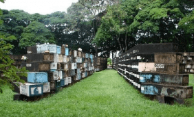 Floricultura Cemitério Municipal de Maringá – PR