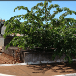 Floricultura  Cemitério da Candongas Uberaba – MG