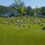 Cemitério Parque Crisântemos Itajaí