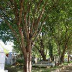 Cemitério Municipal de Breu Branco