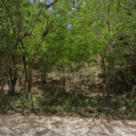 Floricultura Cemitério Municipal de Flexeiras/AL