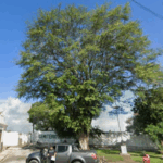 Floricultura Cemitério Municipal de Murici/AL