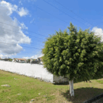 Floricultura Cemitério Municipal de Antônio Cardoso – BA