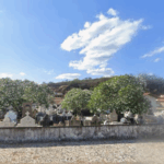 Floricultura Cemitério Municipal de Banzaê – BA