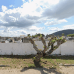 Floricultura Cemitério Municipal de Conceição da Feira – BA