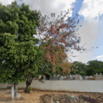 Floricultura Cemitério Municipal de Palmeira dos Índios – AL